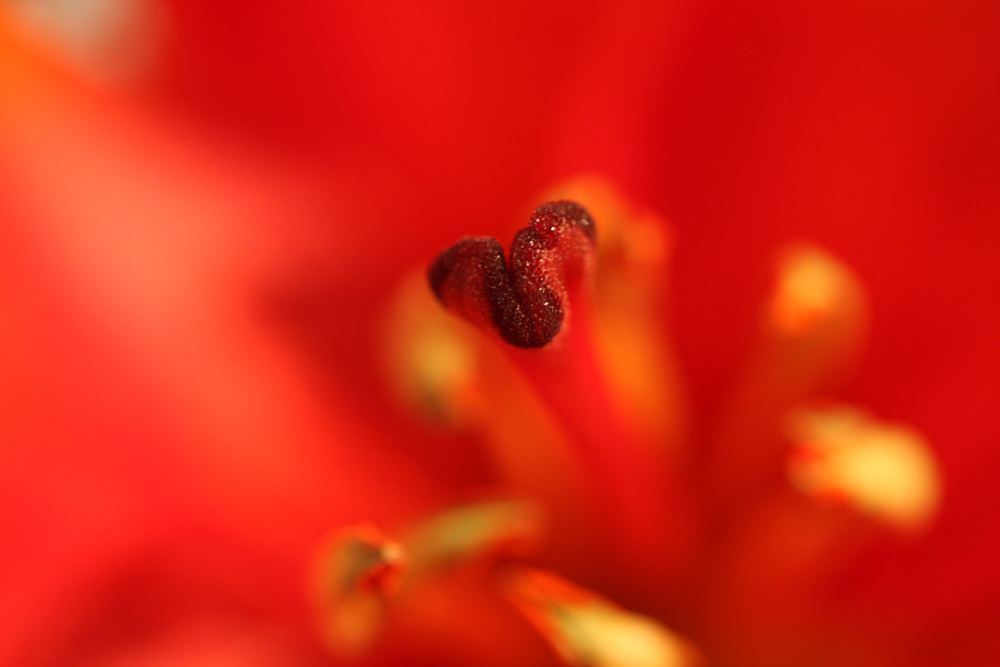 Inside a flower