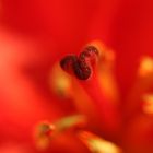 Inside a flower