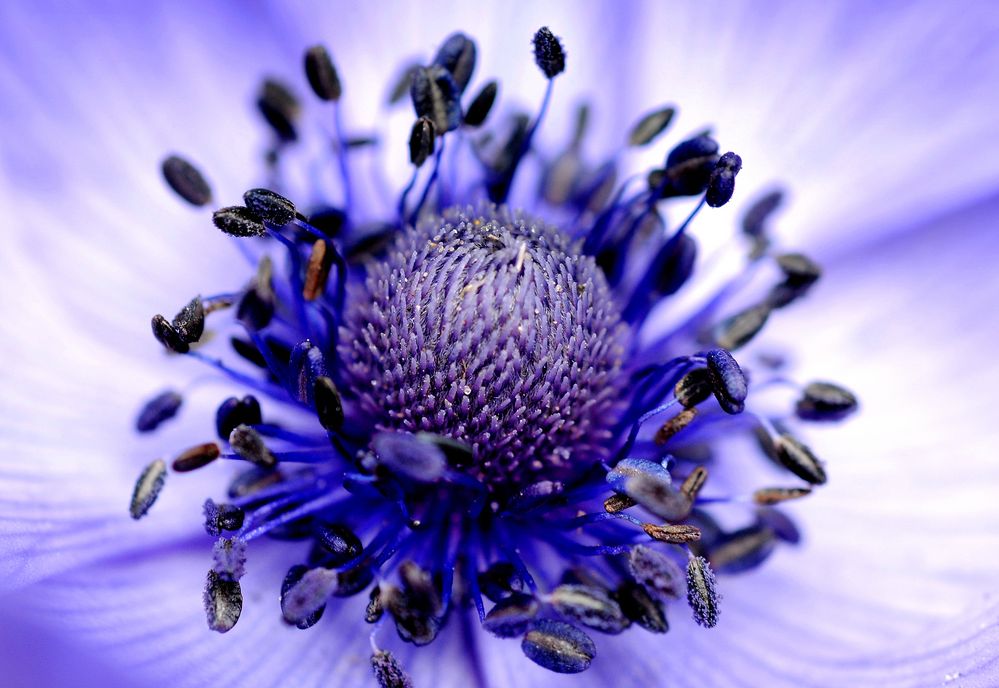 inside a flower