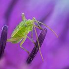 Inside a flower