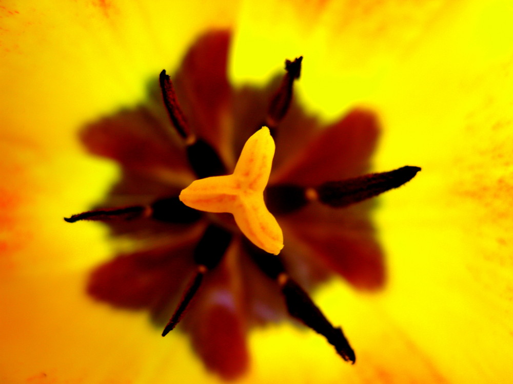 Inside a flower