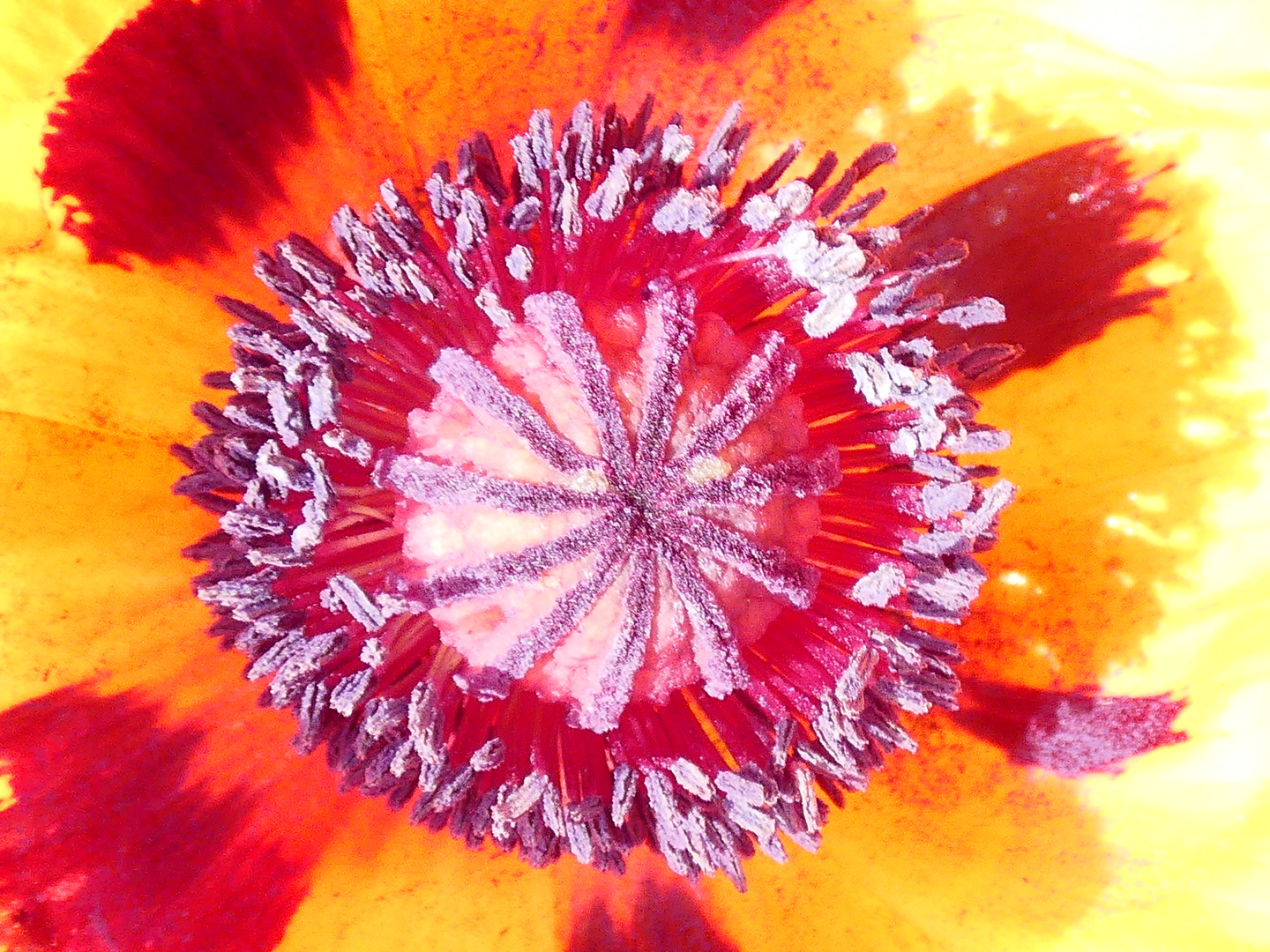 inside a poppy bloom