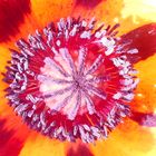 inside a poppy bloom