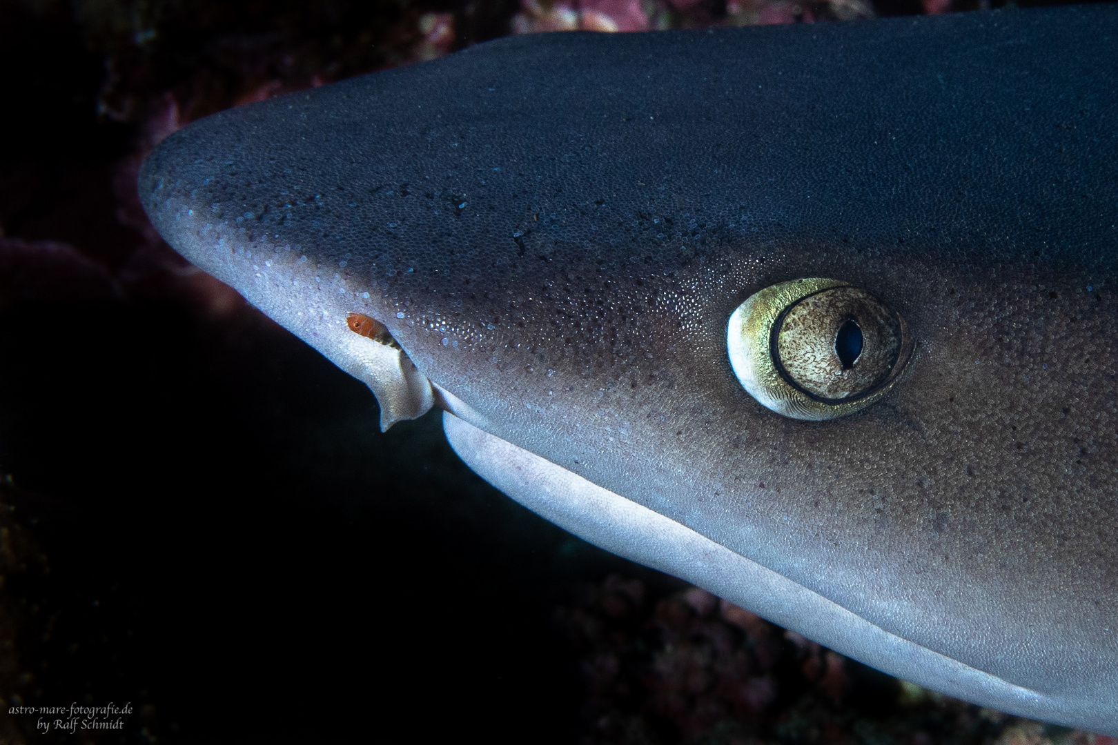 Inside a shark