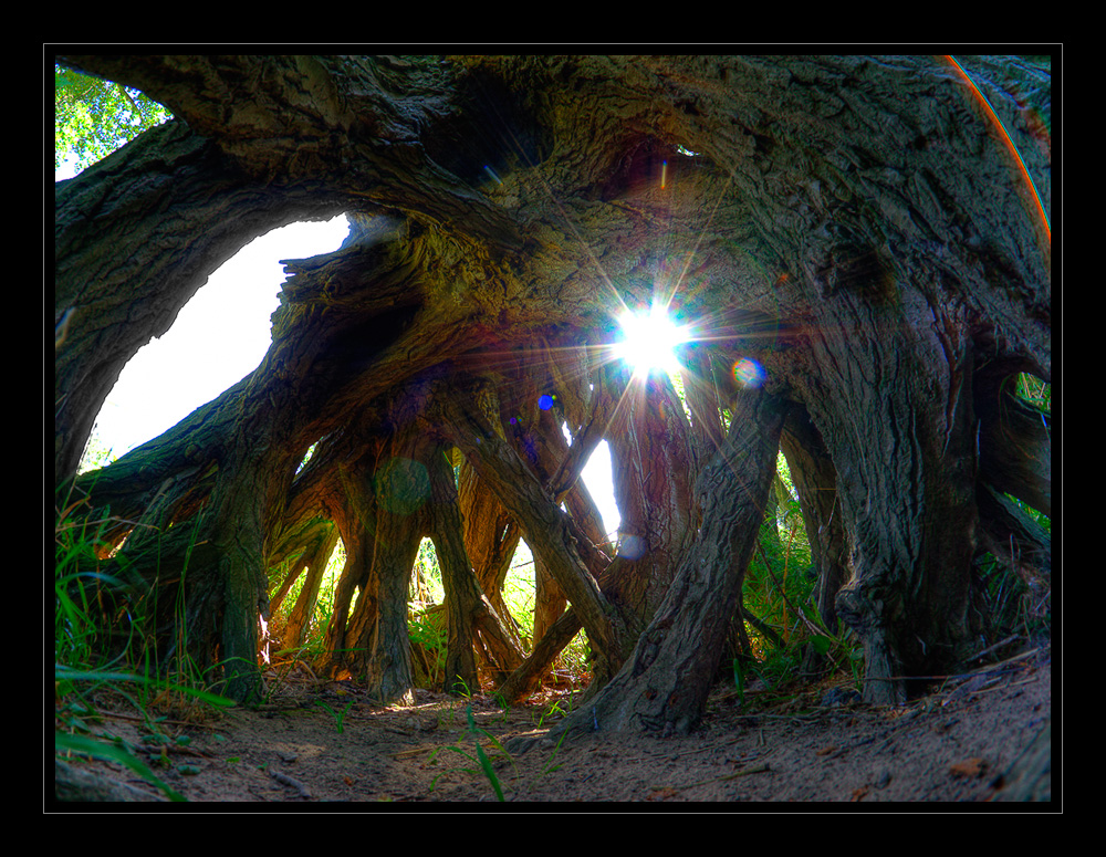 inside a tree