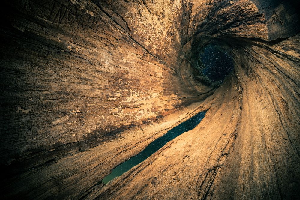 Inside a tree