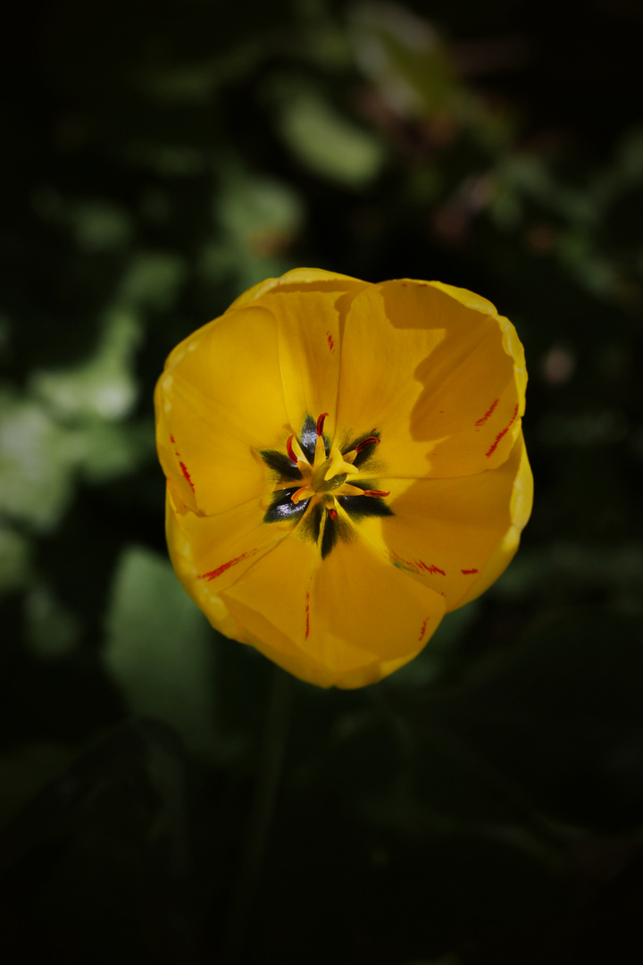 Inside a yellow Tulip