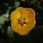 Inside a yellow Tulip