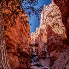 Inside Bryce Canyon