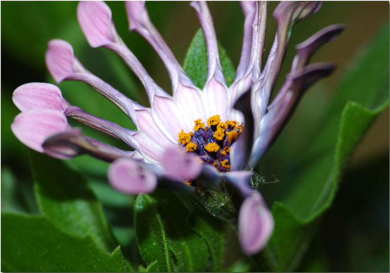 Inside Flower