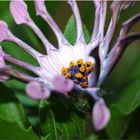 Inside Flower