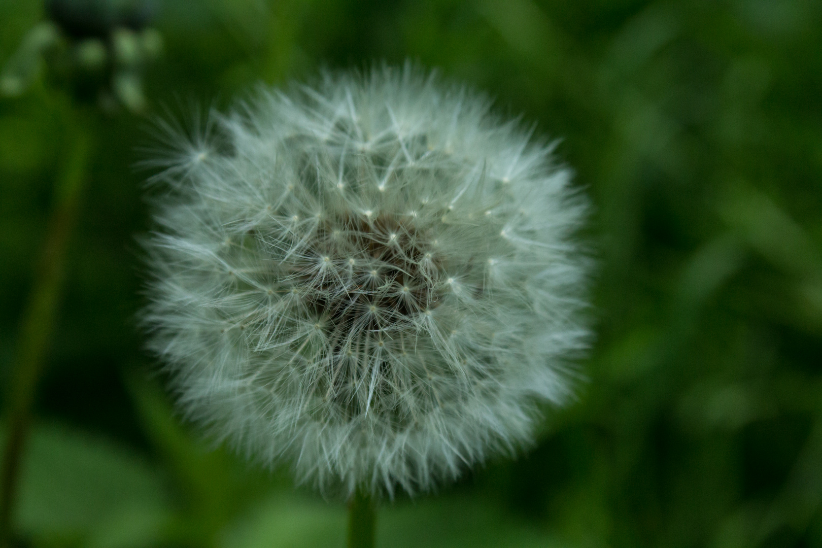 Inside Flower