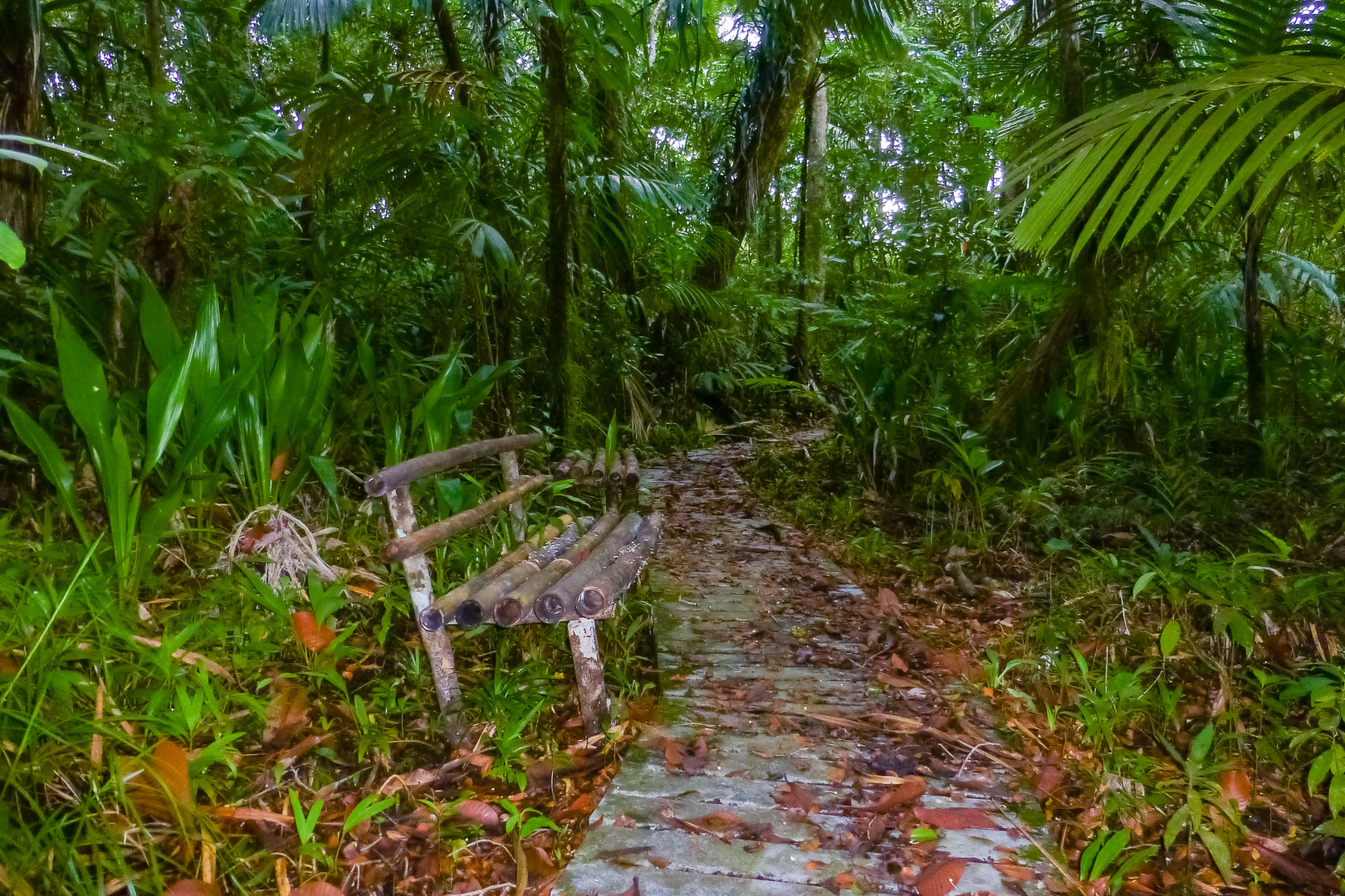 inside Lake Ngardok Nature Reserve, Palau