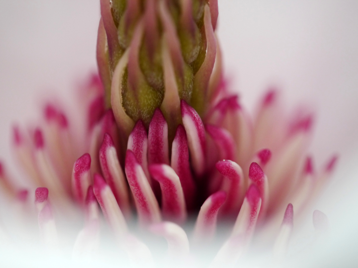 Inside Magnolia 6.0 - die letzte Blüte am Baum