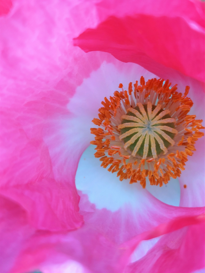 Inside Mohn