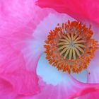 Inside Mohn