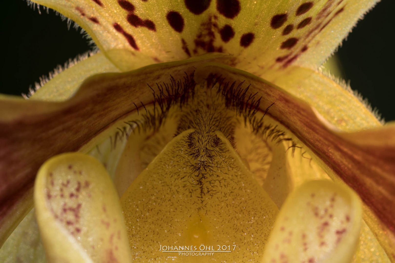 Inside of a Paphiopedilum