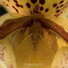 Inside of a Paphiopedilum