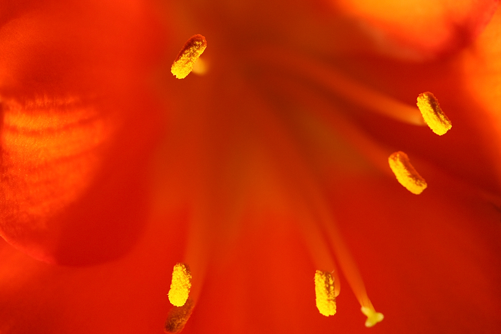 inside of Amaryllis