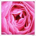 inside rose
