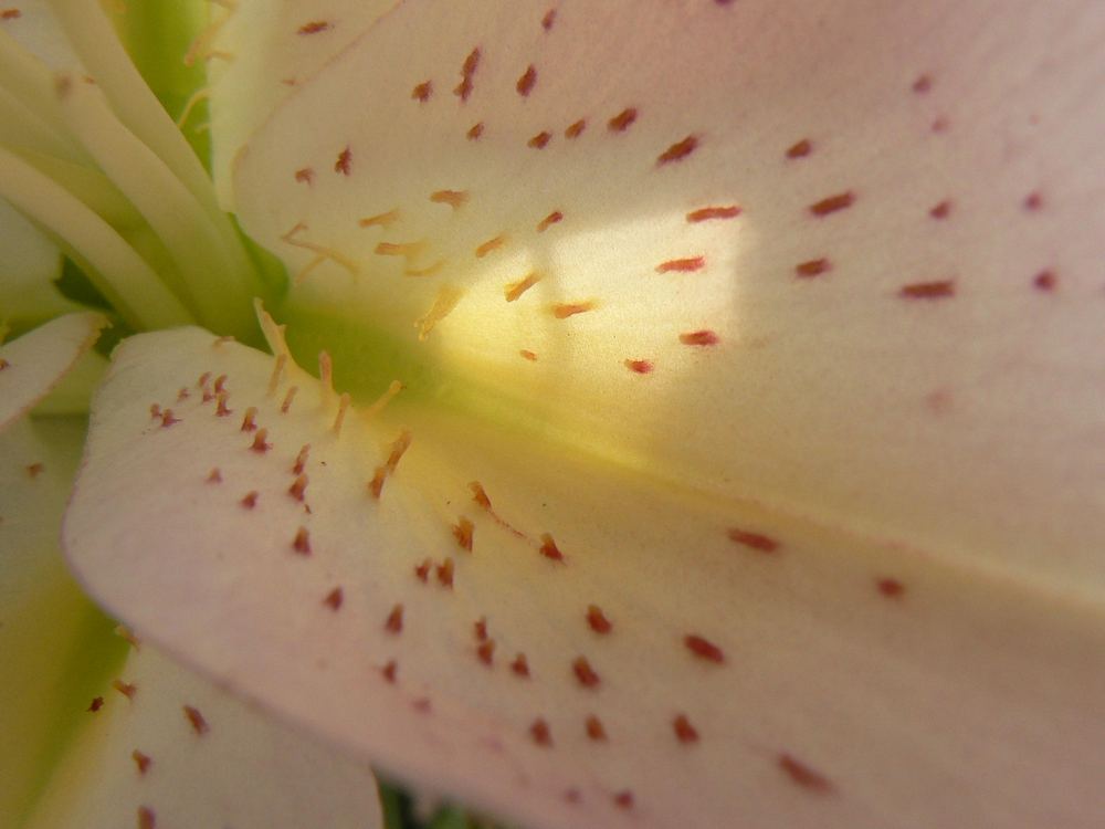 Inside The Flower