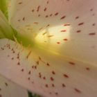 Inside The Flower