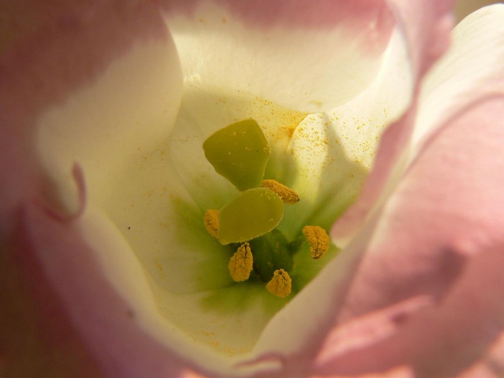 Inside The Flower ***