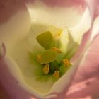 Inside The Flower ***