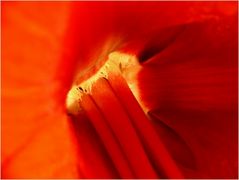 Inside the flower.