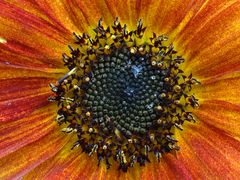 Inside the Flower