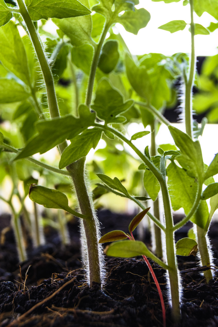 Inside the kitchen garden......