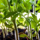 Inside the kitchen garden......