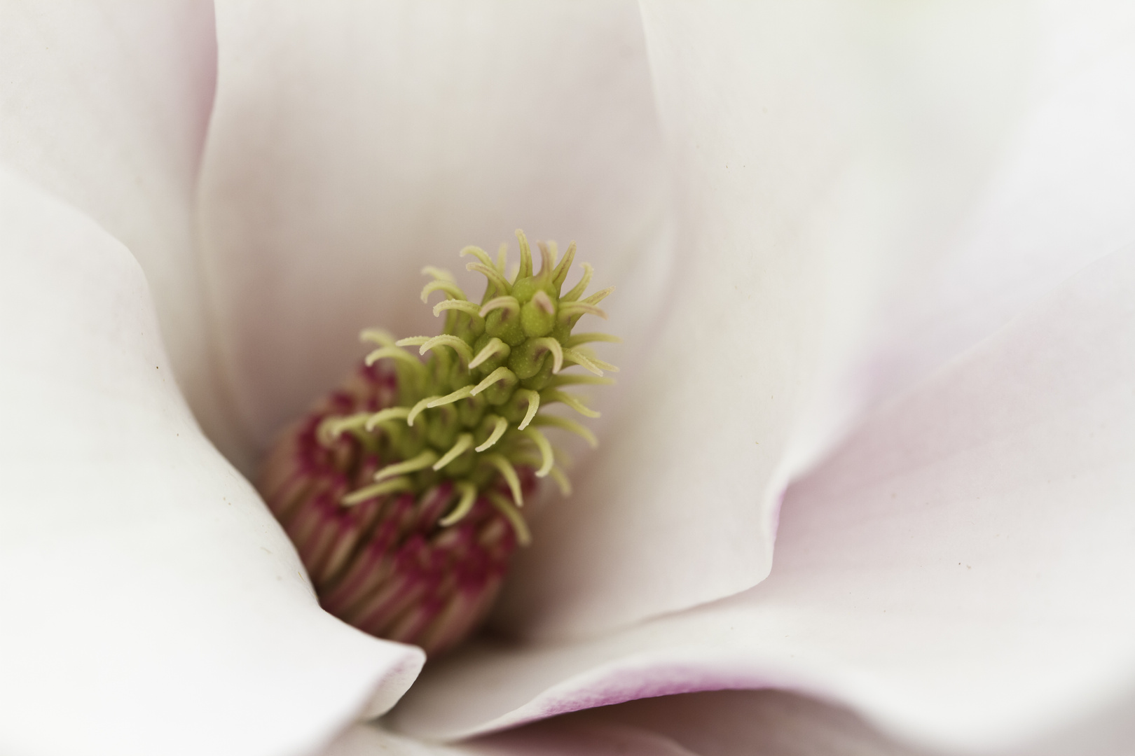 inside the magnolia