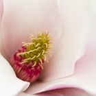 inside the magnolia