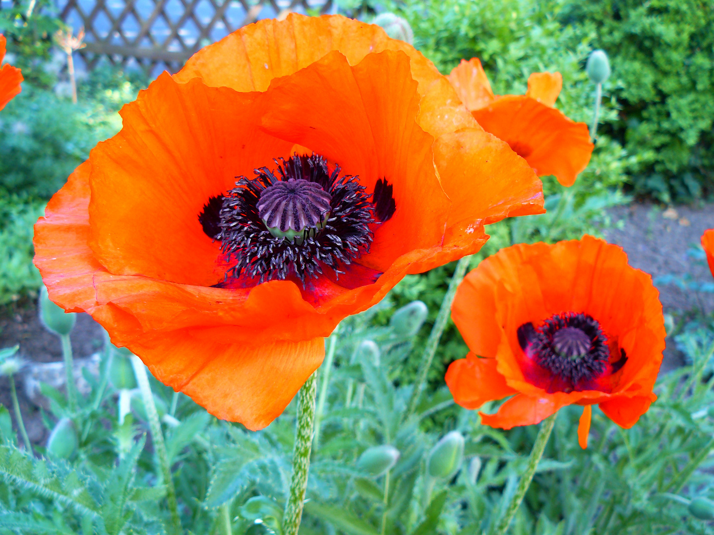 Inside the Mohn