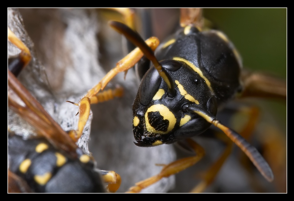 INSIDE THE NEST