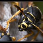 INSIDE THE NEST