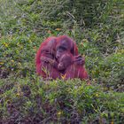 Inside the Orangutan Sanctuary