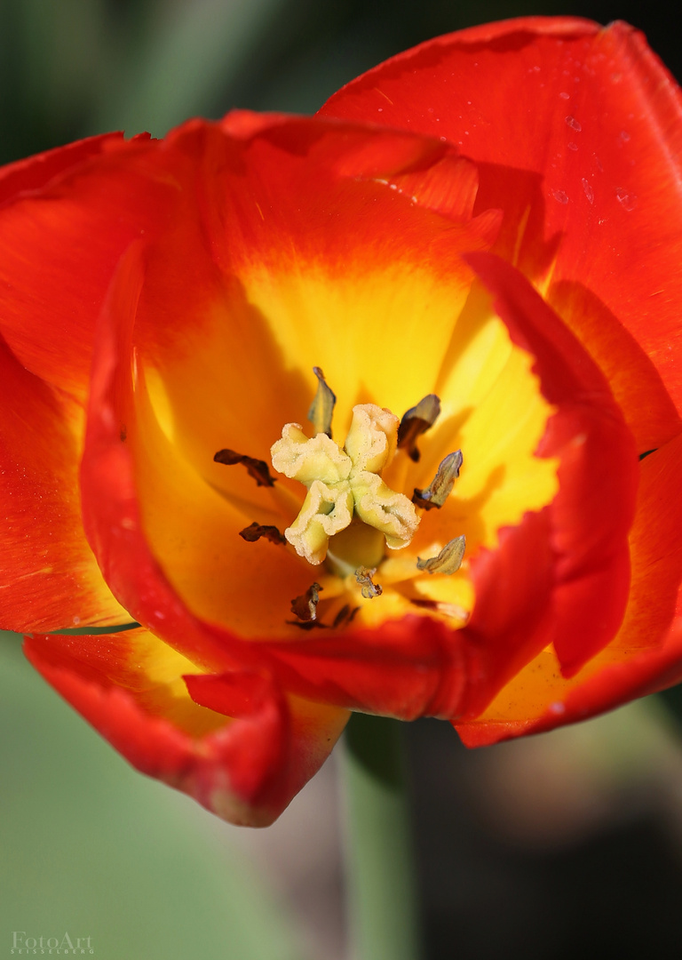Inside the Tulip