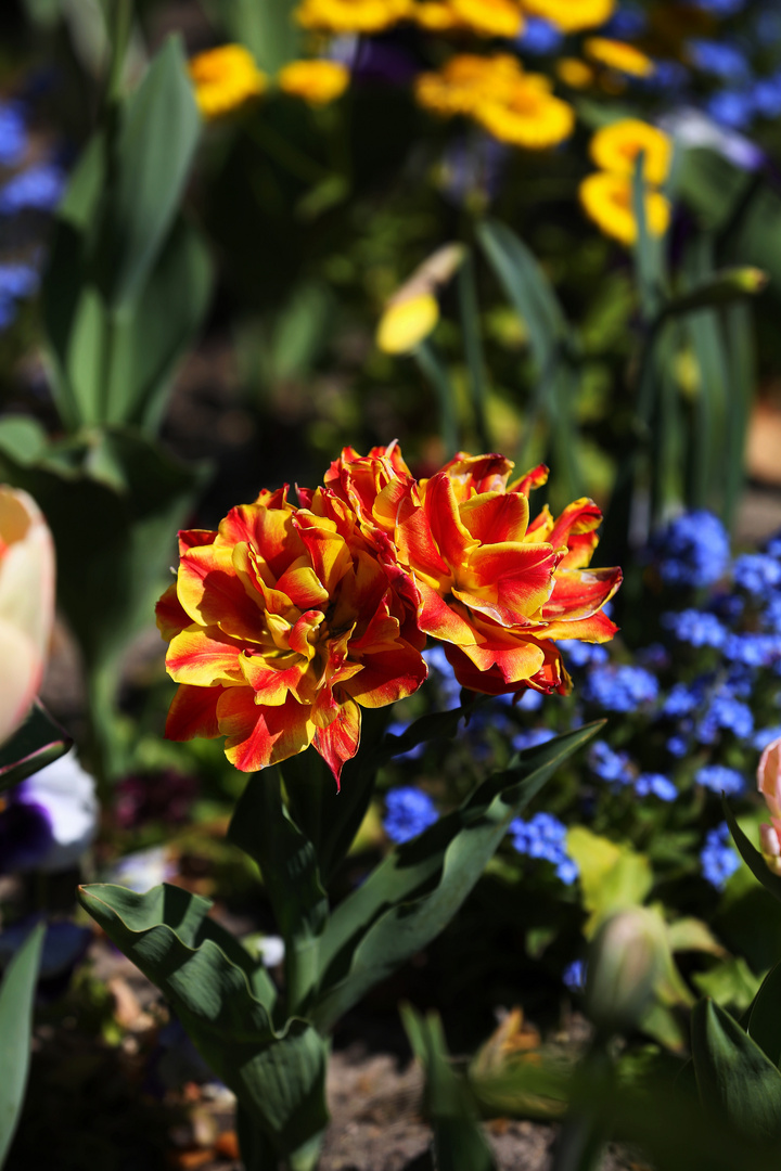 Inside the Tulip