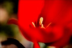 / inside the tulip /