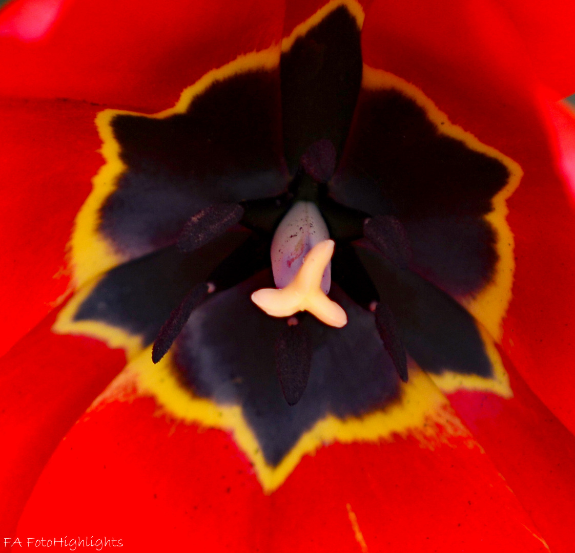 Insides einer Tulpe