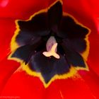 Insides einer Tulpe