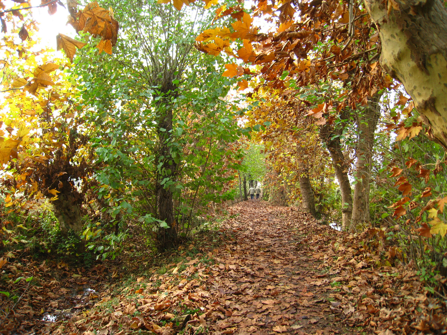 insieme nel bosco