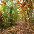 insieme nel bosco