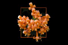 Insistence on yellow