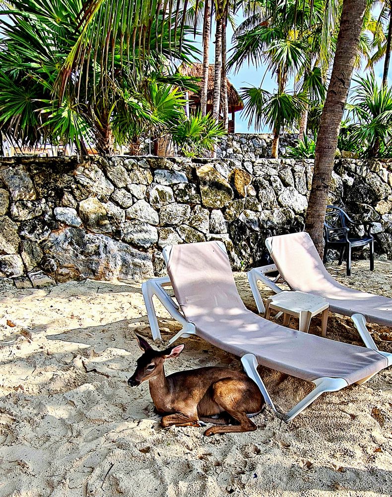 Insolite la jolie biche sur la plage