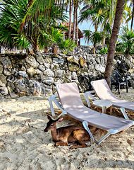 Insolite la jolie biche sur la plage