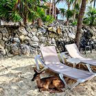 Insolite la jolie biche sur la plage