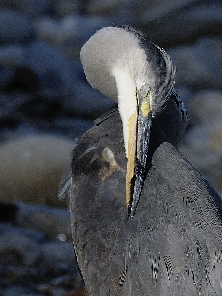 Insolito Cinerino